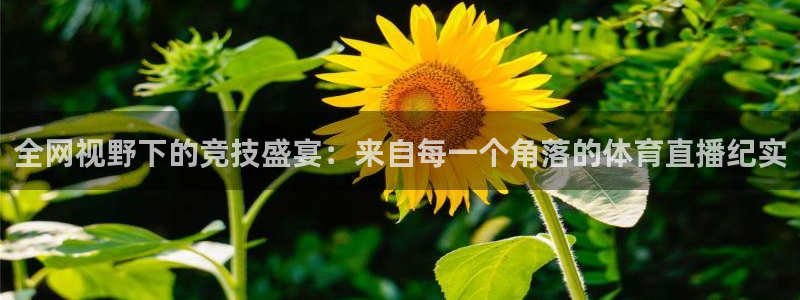 全网视野下的竞技盛宴：来自每一个角落的体育直播纪实